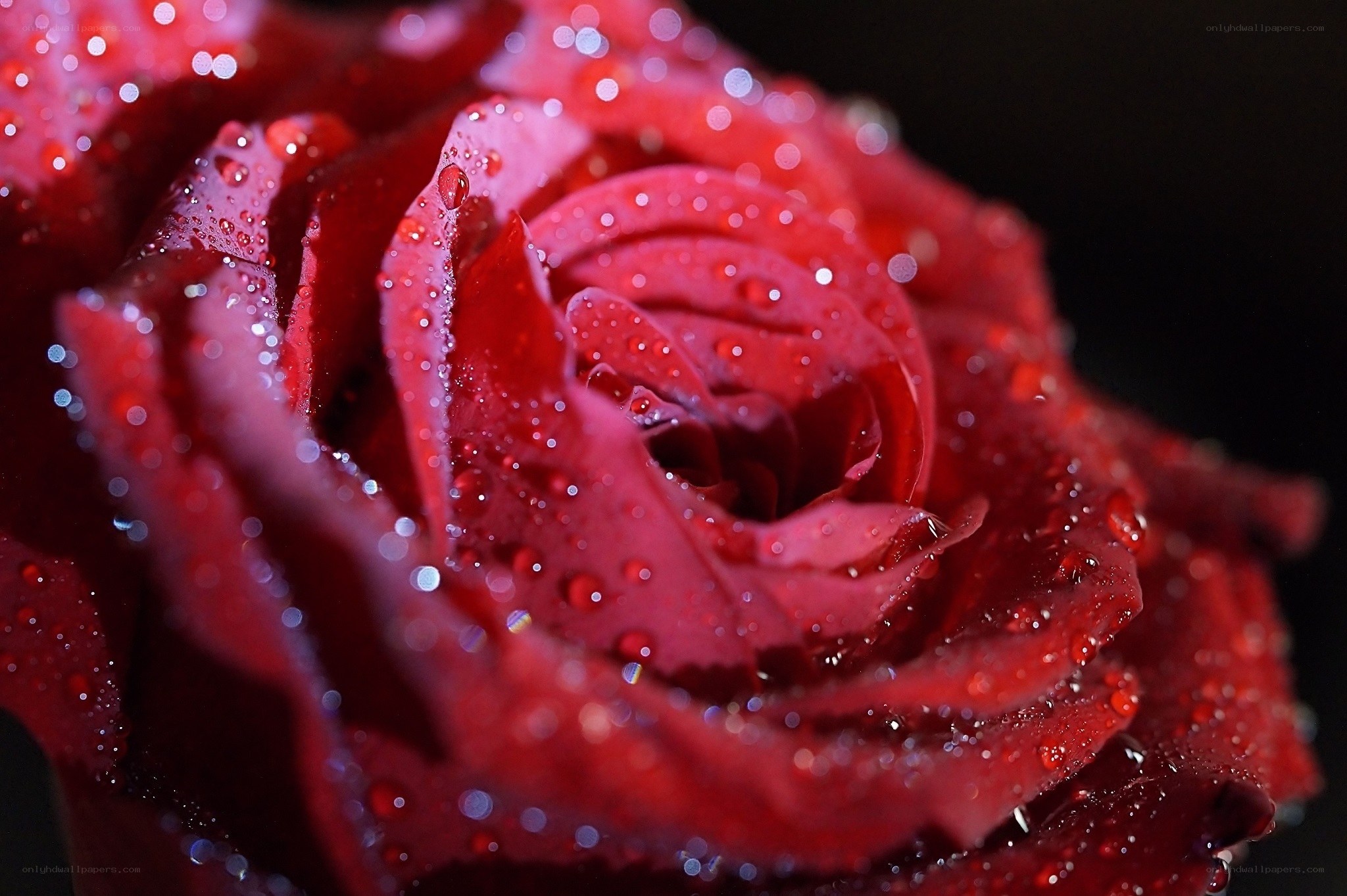 Red rose with water droplets