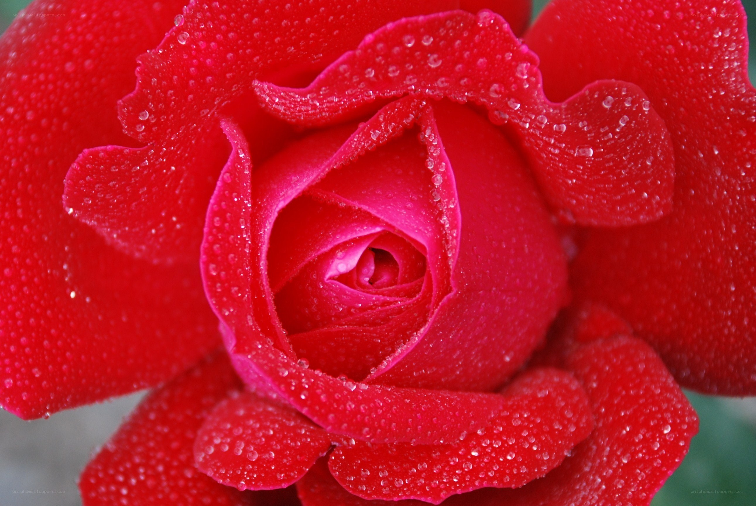 Red rose with water droplets