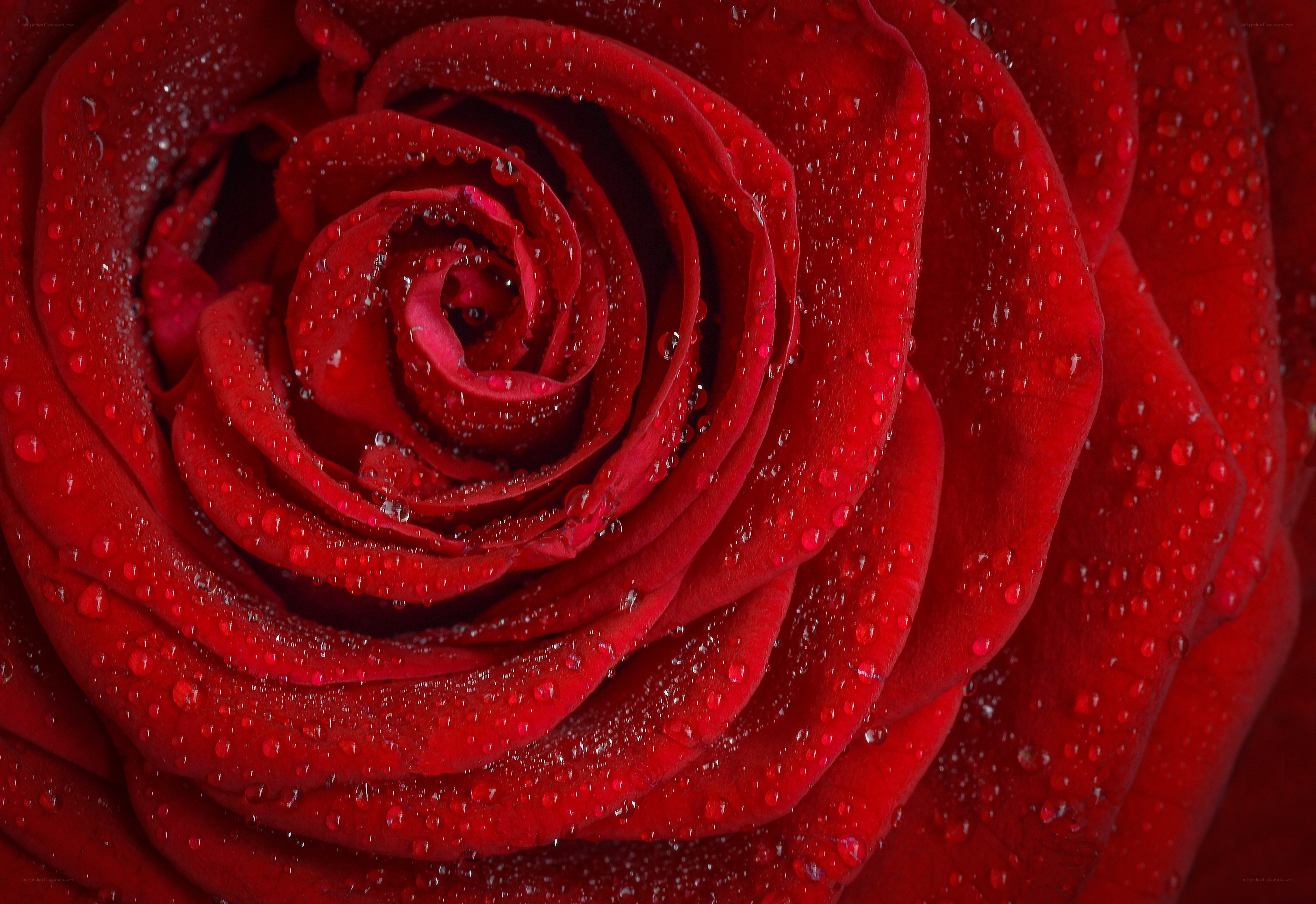 Red rose with water droplets