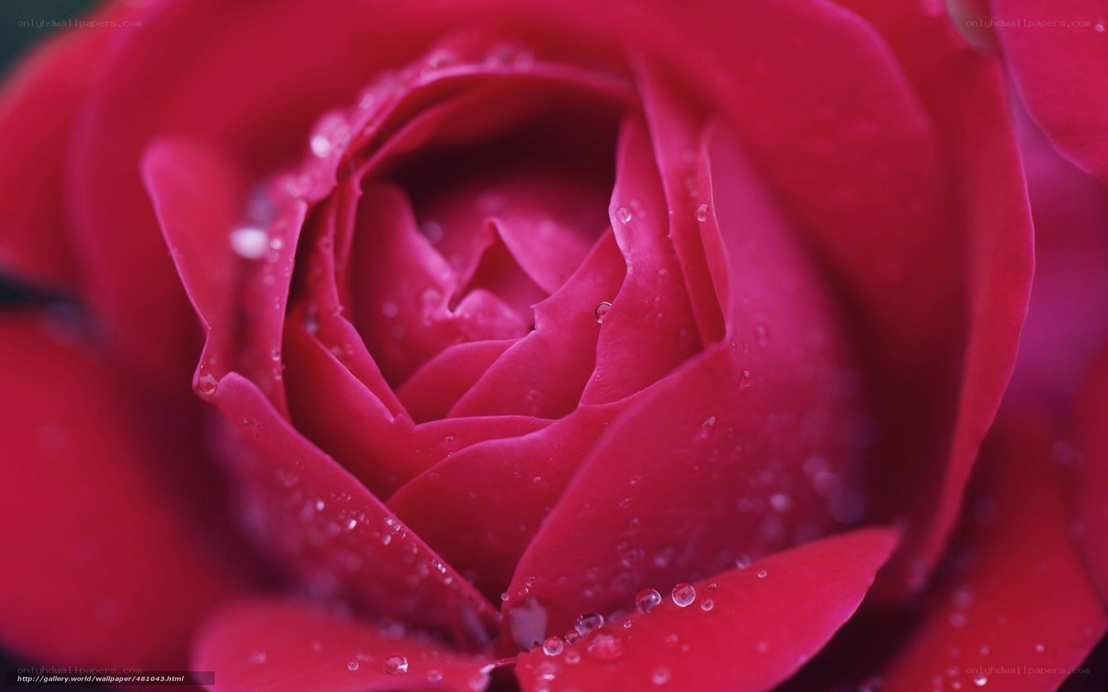 Red rose with water droplets