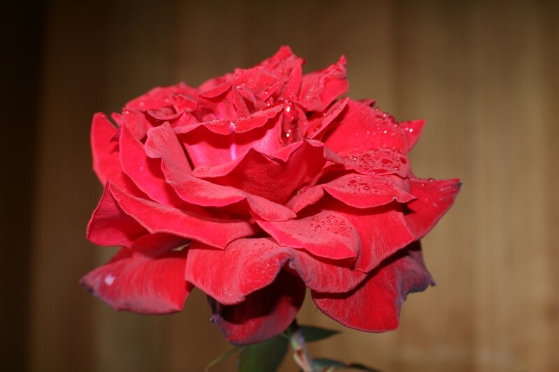 Red rose with water droplets
