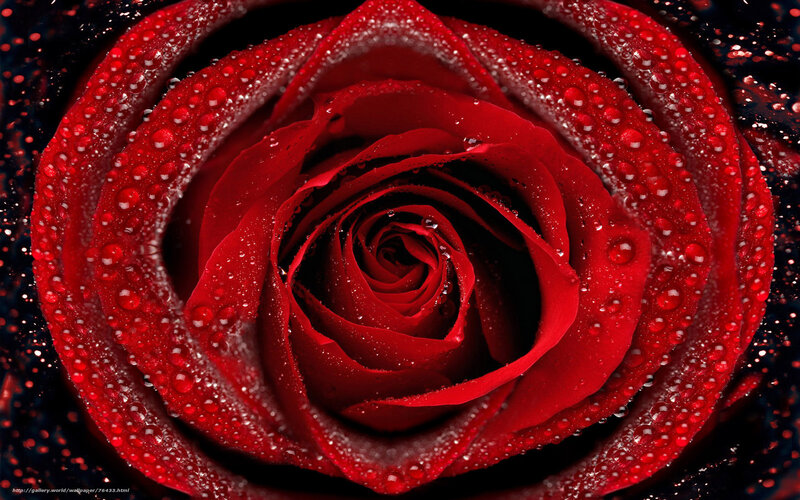 Red rose with water droplets