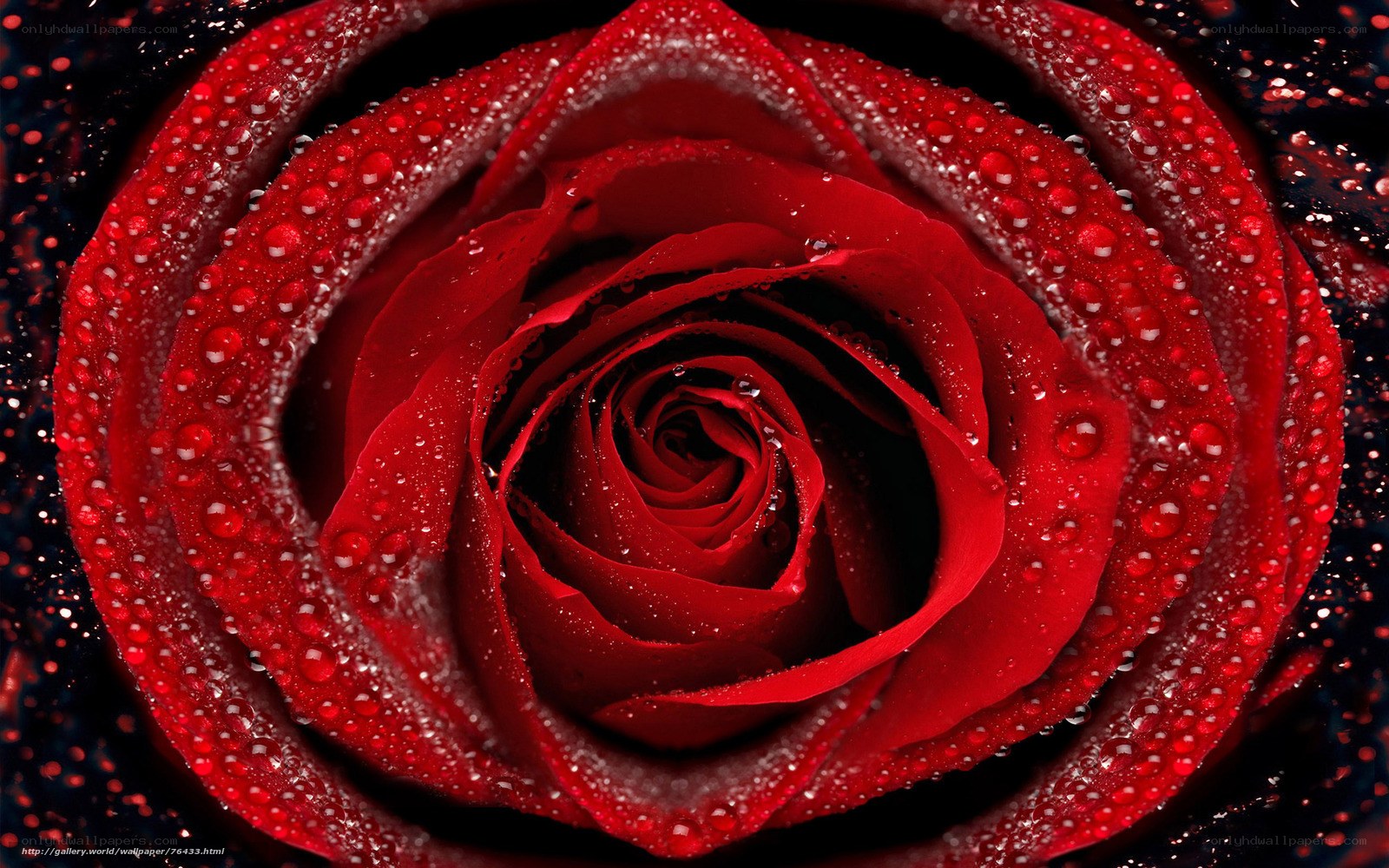 Red rose with water droplets