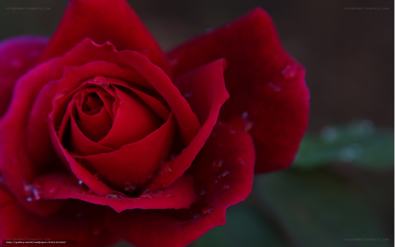Red rose with water droplets