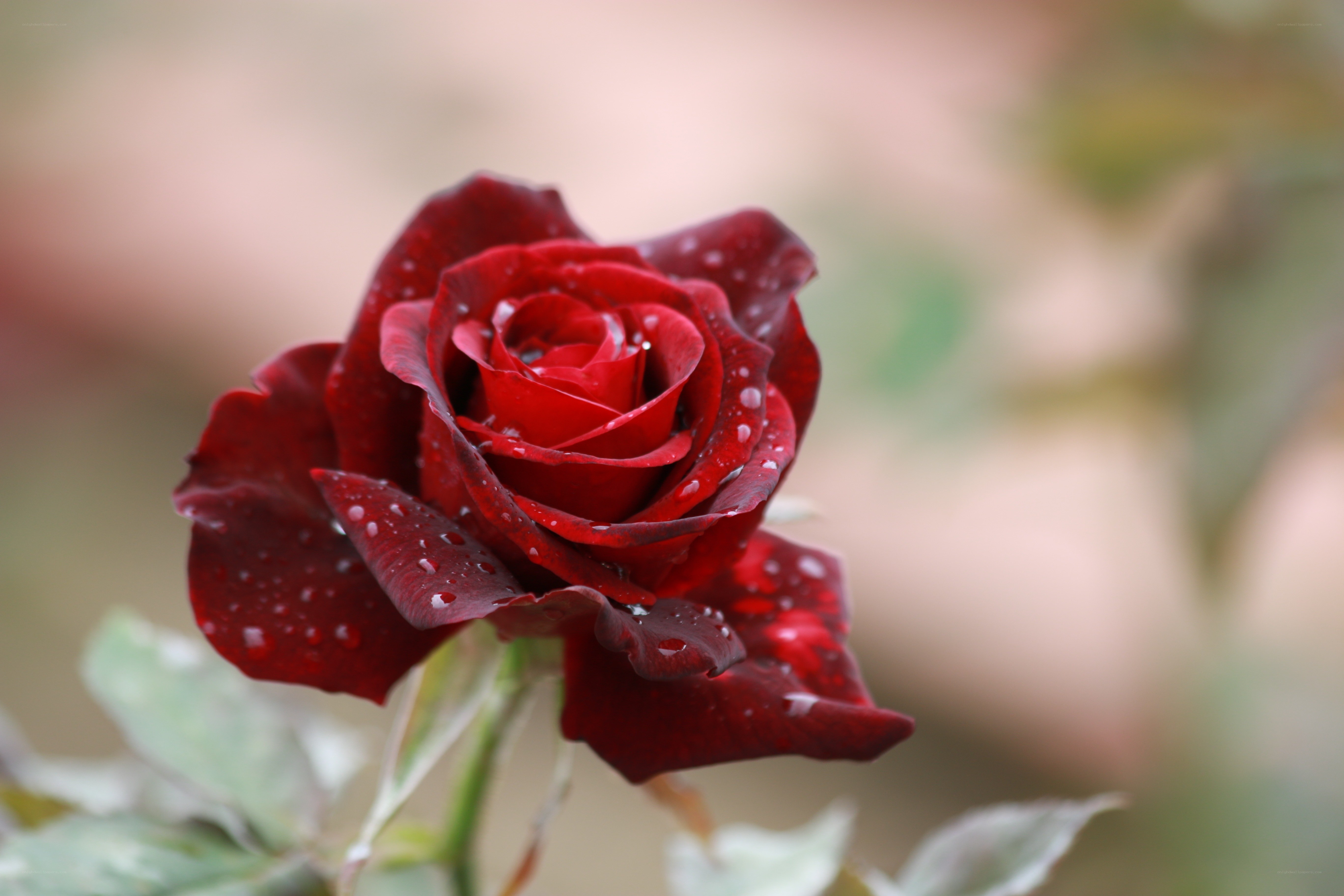 Red rose with water droplets