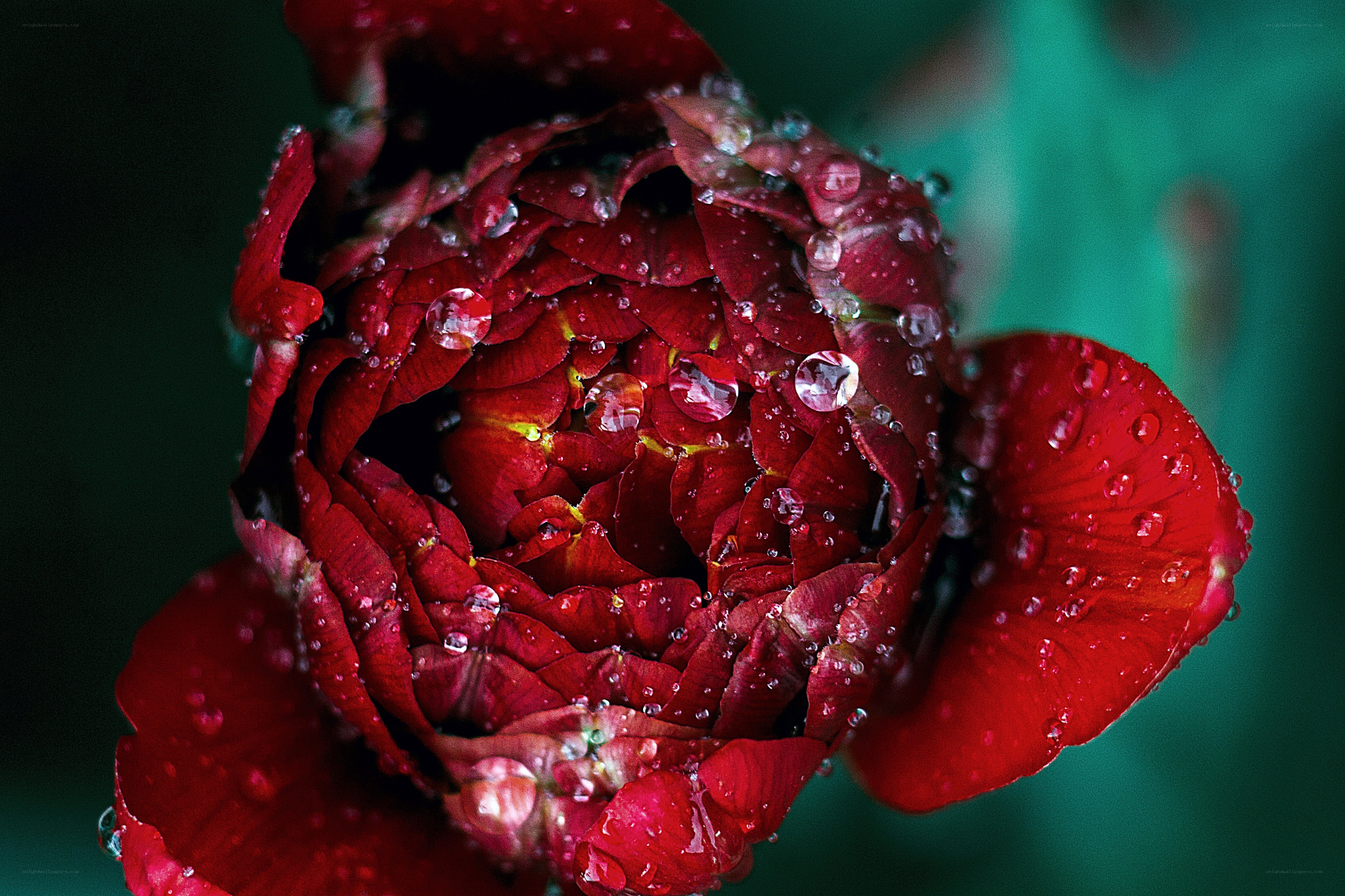 Red rose with water droplets