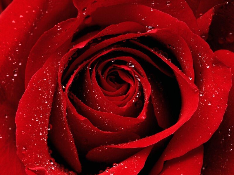 Red rose with water droplets
