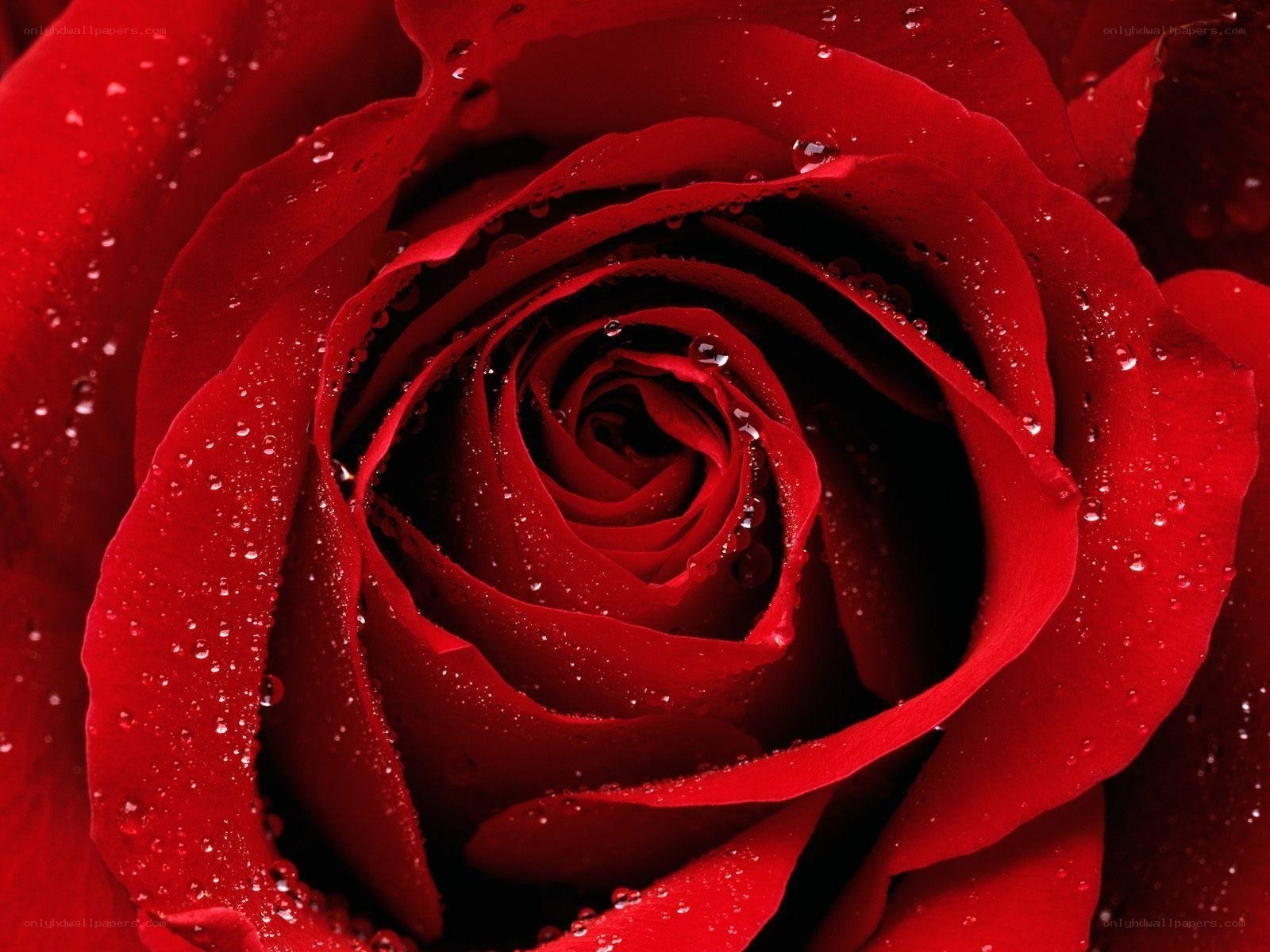 Red rose with water droplets