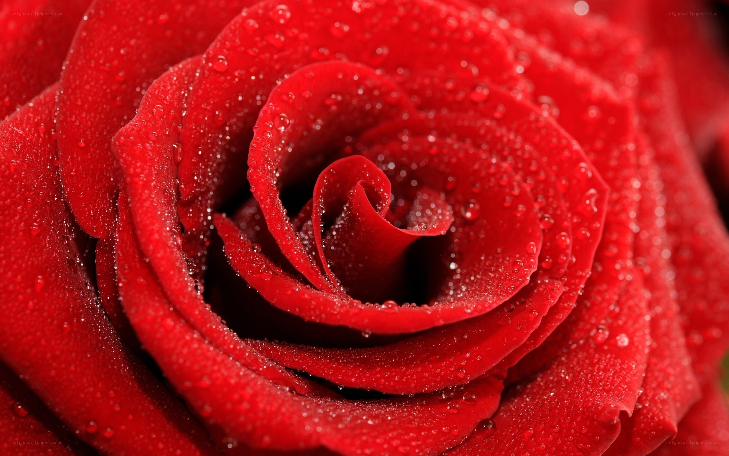 Red rose with water droplets
