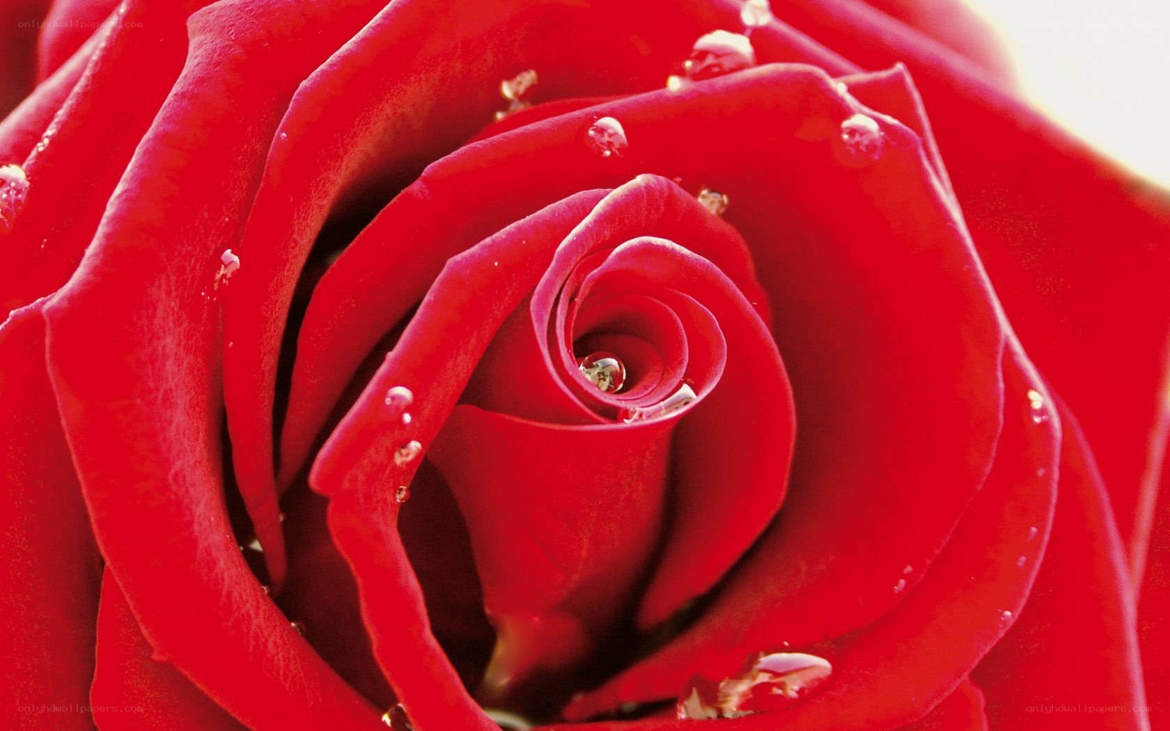 Red rose with water droplets
