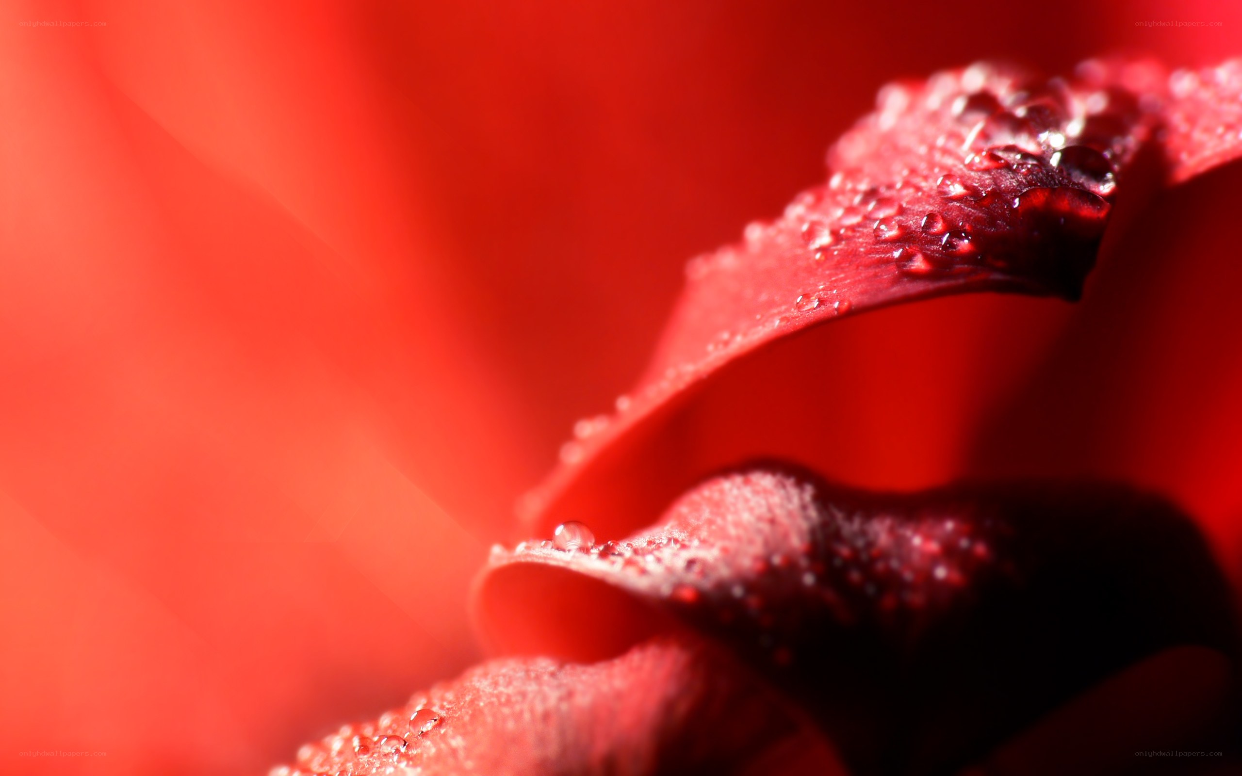 Red rose with water droplets