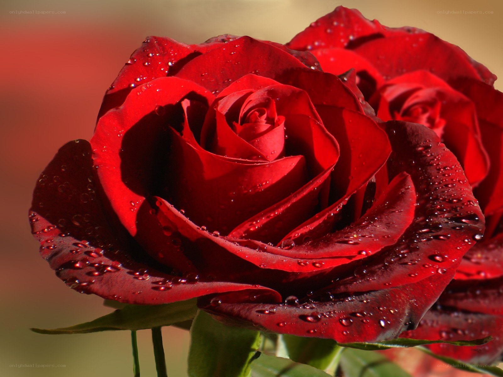 Red rose with water droplets