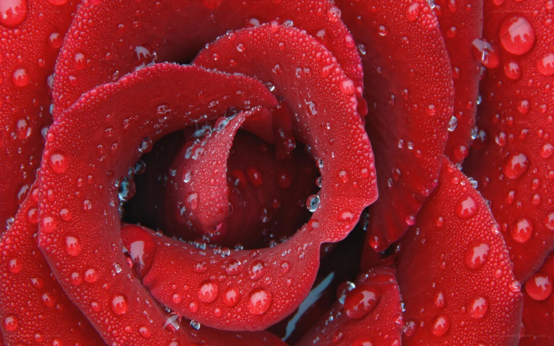 Red rose with water droplets