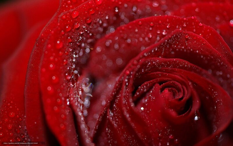 Red rose with water droplets