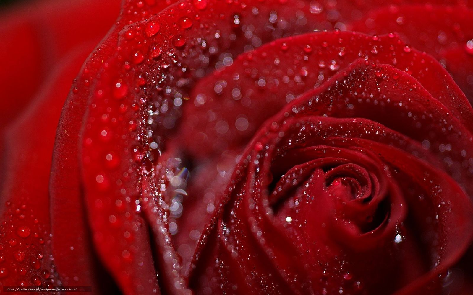 Red rose with water droplets