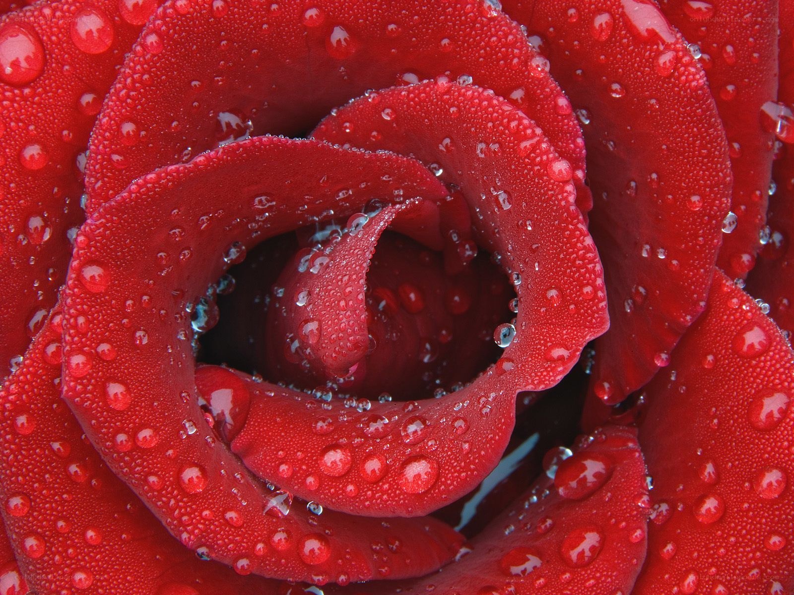 Red rose with water droplets