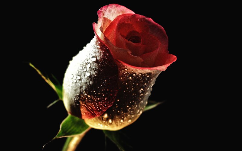 Red rose with water droplets