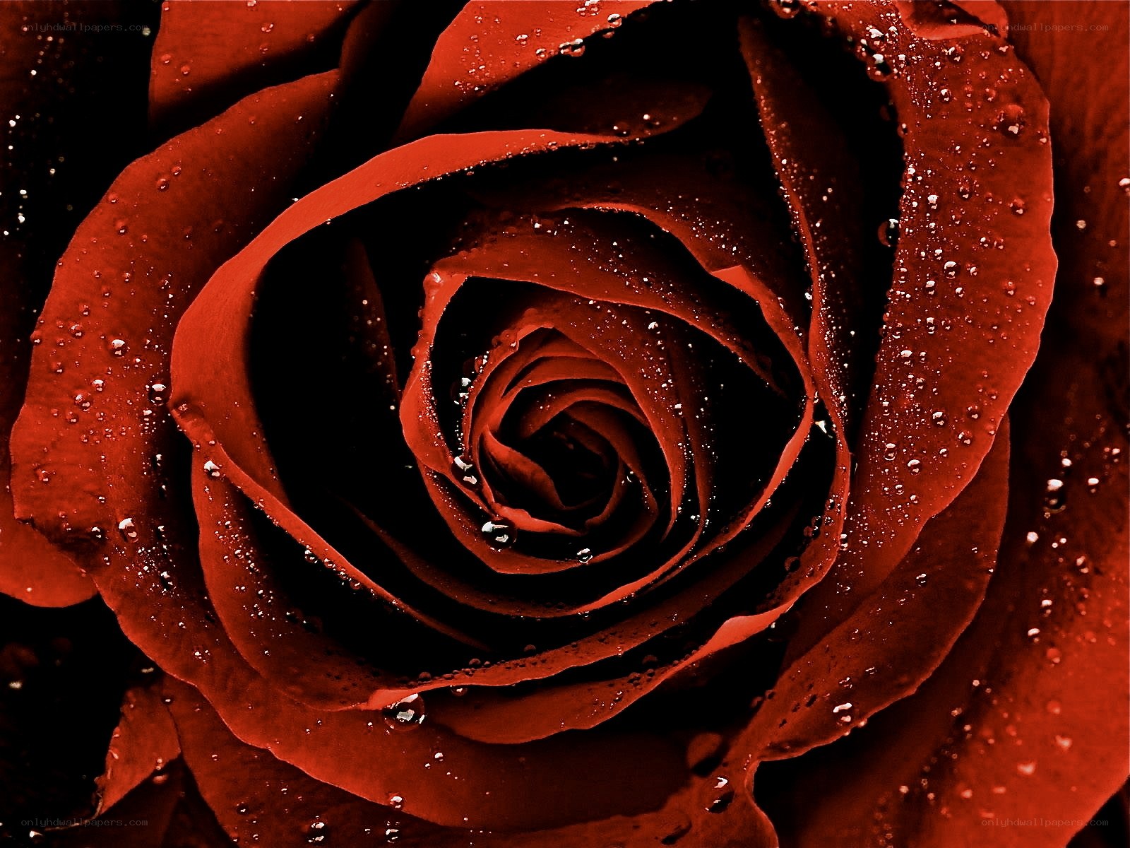 Red rose with water droplets