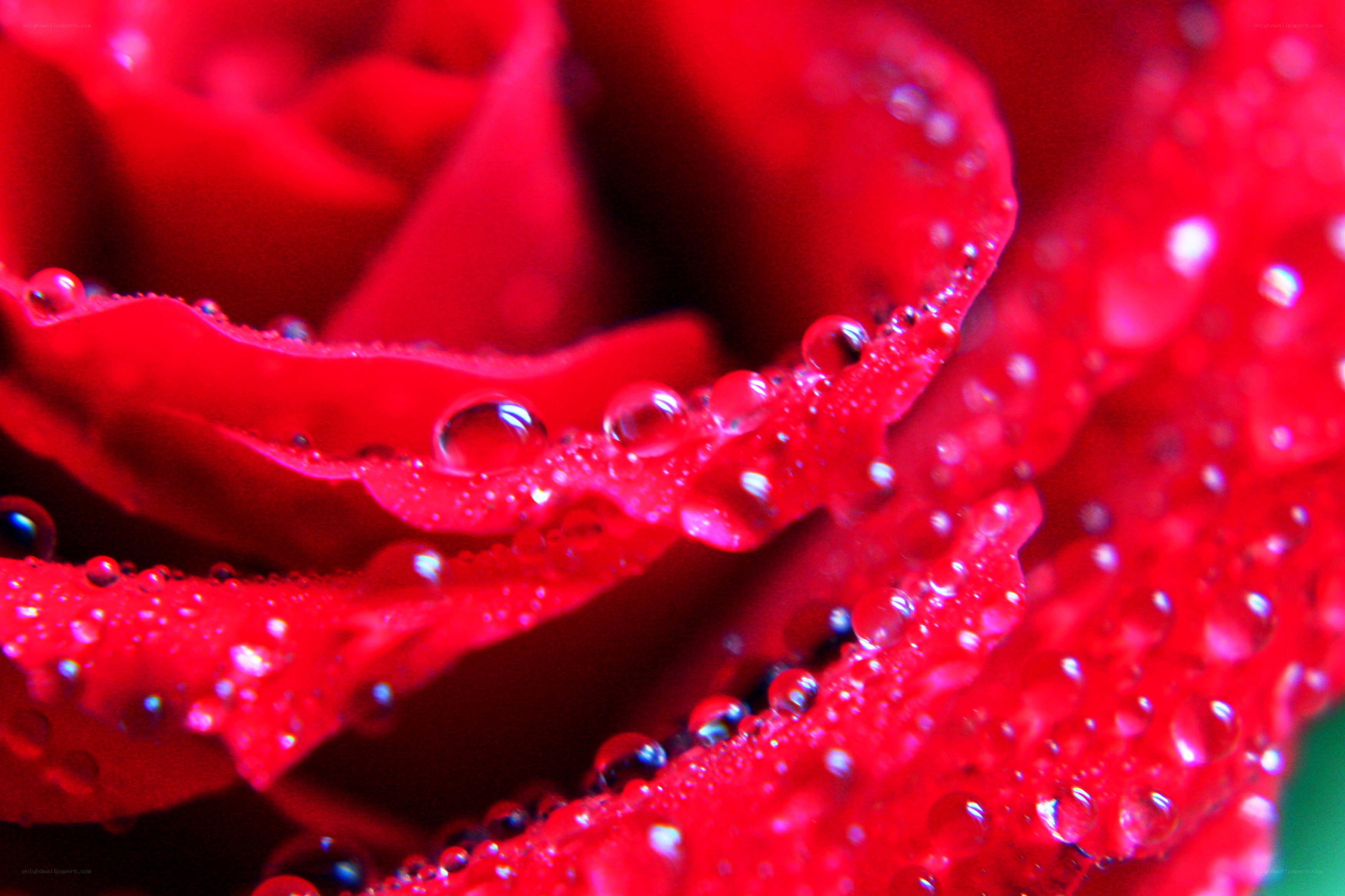 Red rose with water droplets