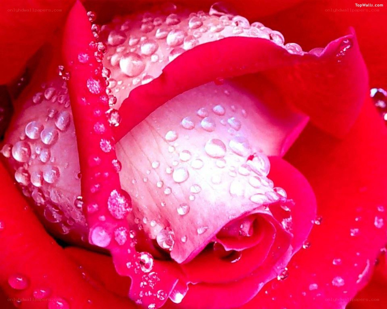 Red rose with water droplets