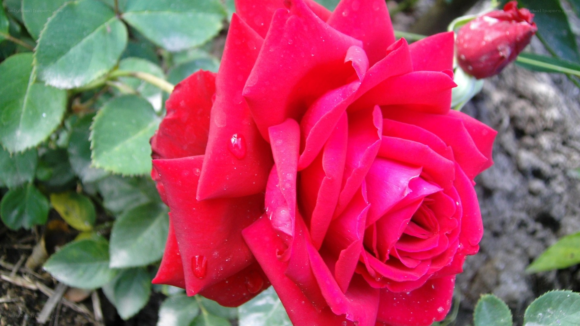 Red rose with water droplets