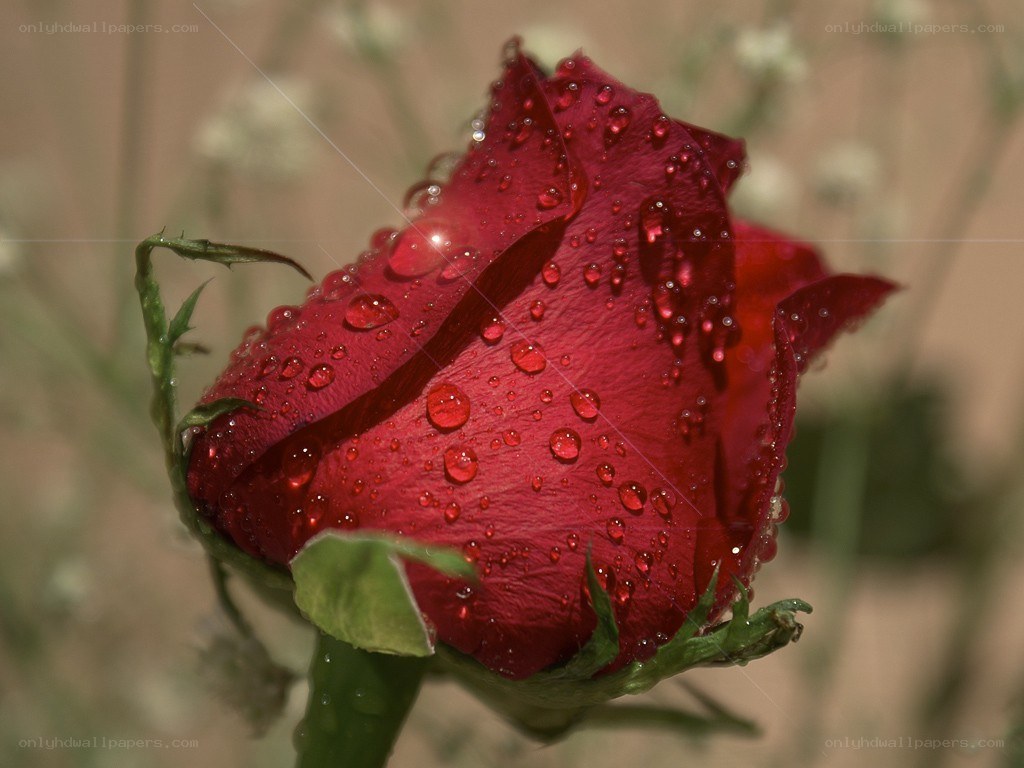 Red rose with water droplets