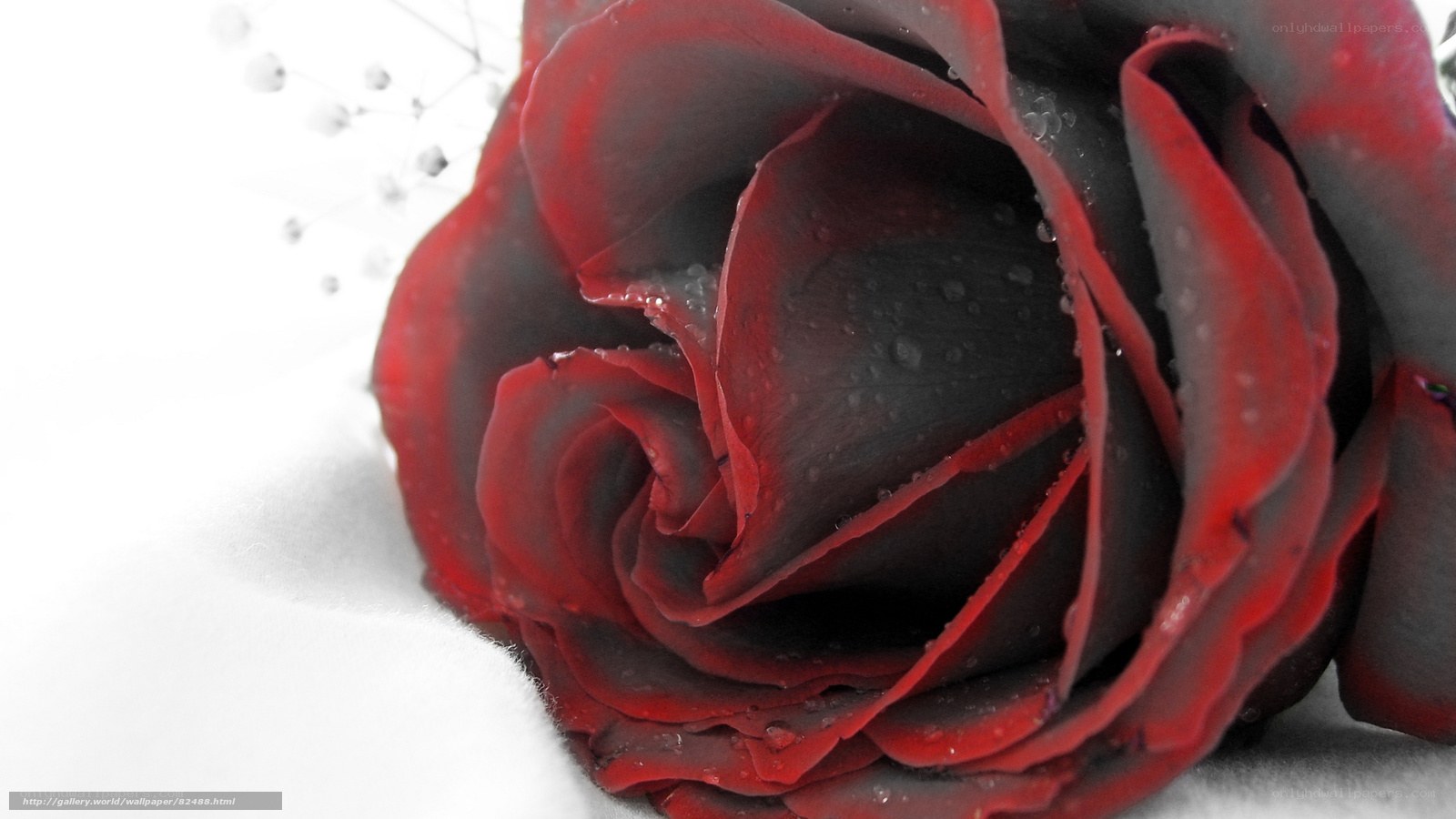Red rose with water droplets