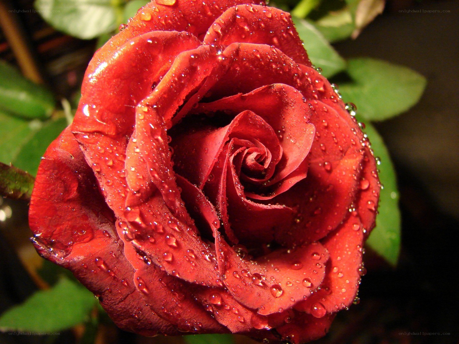 Red rose with water droplets