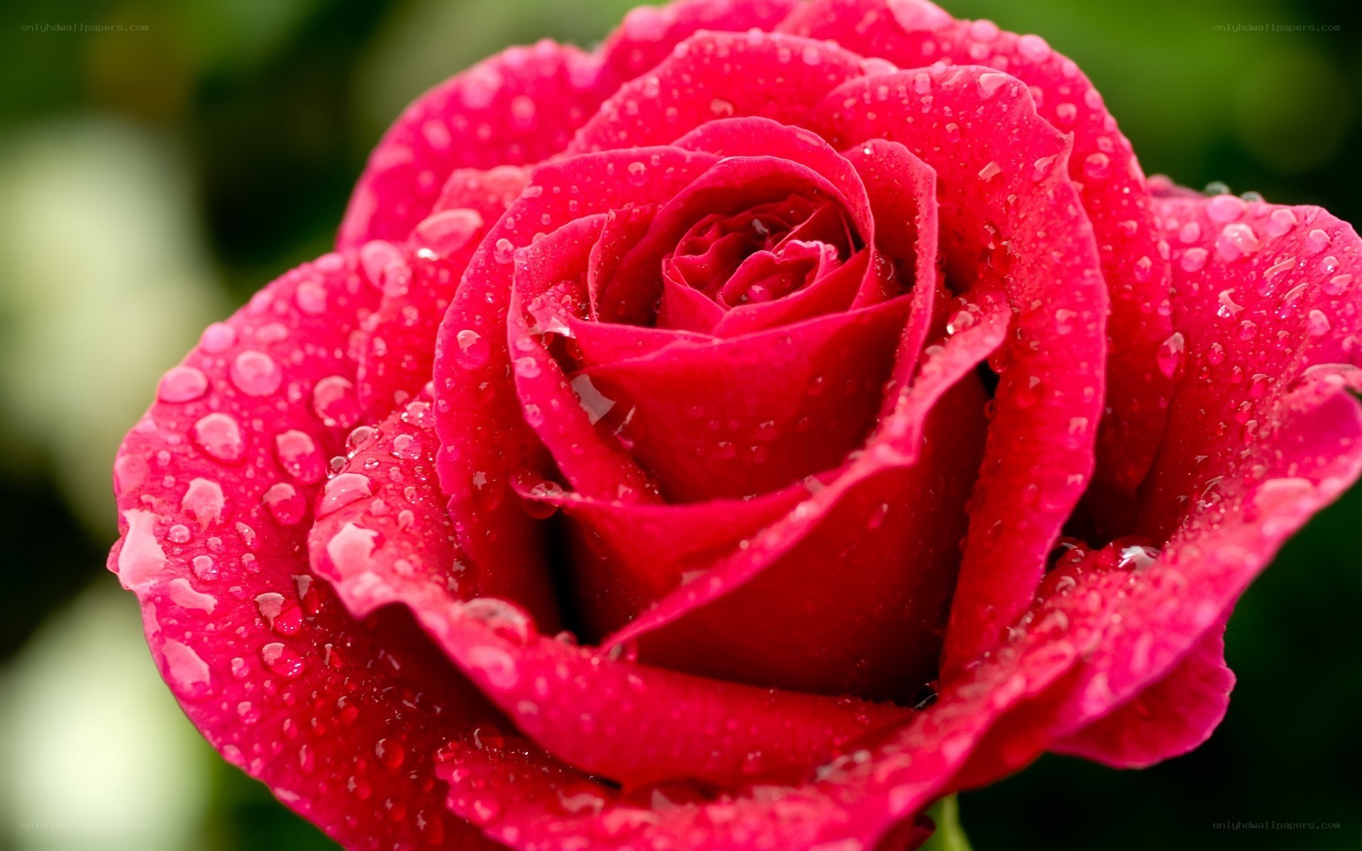 Red rose with water droplets