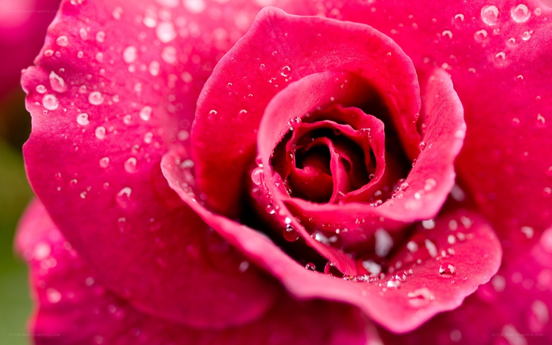 Red rose with water droplets