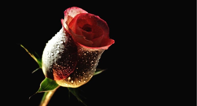 Red rose with water droplets