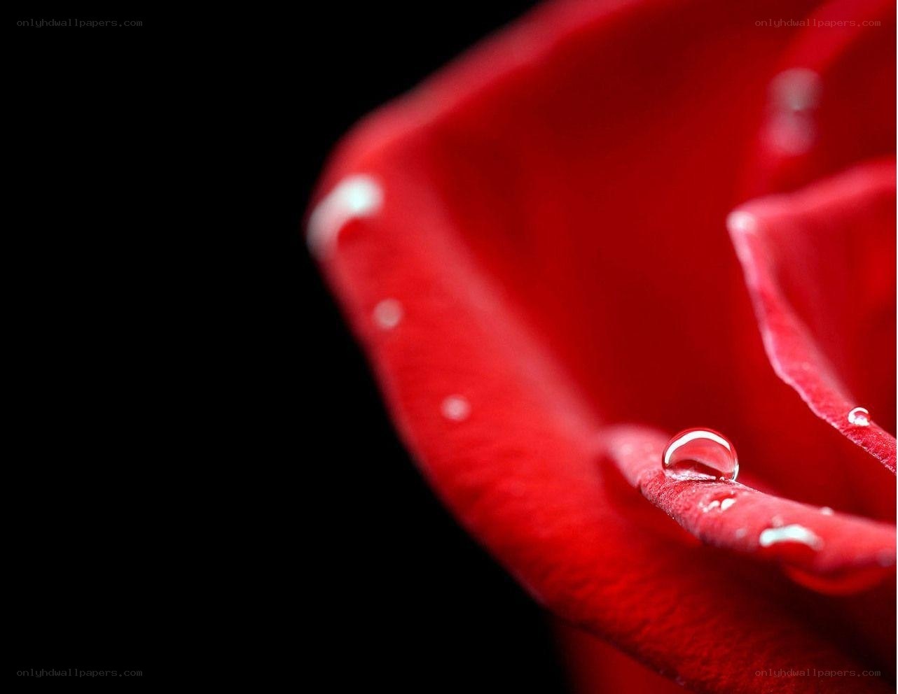 Red rose with water droplets
