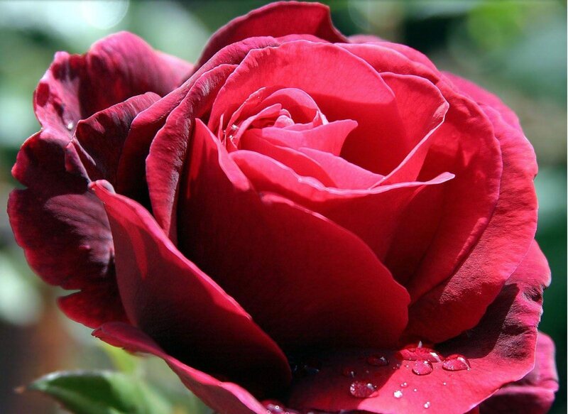 Red rose with water droplets