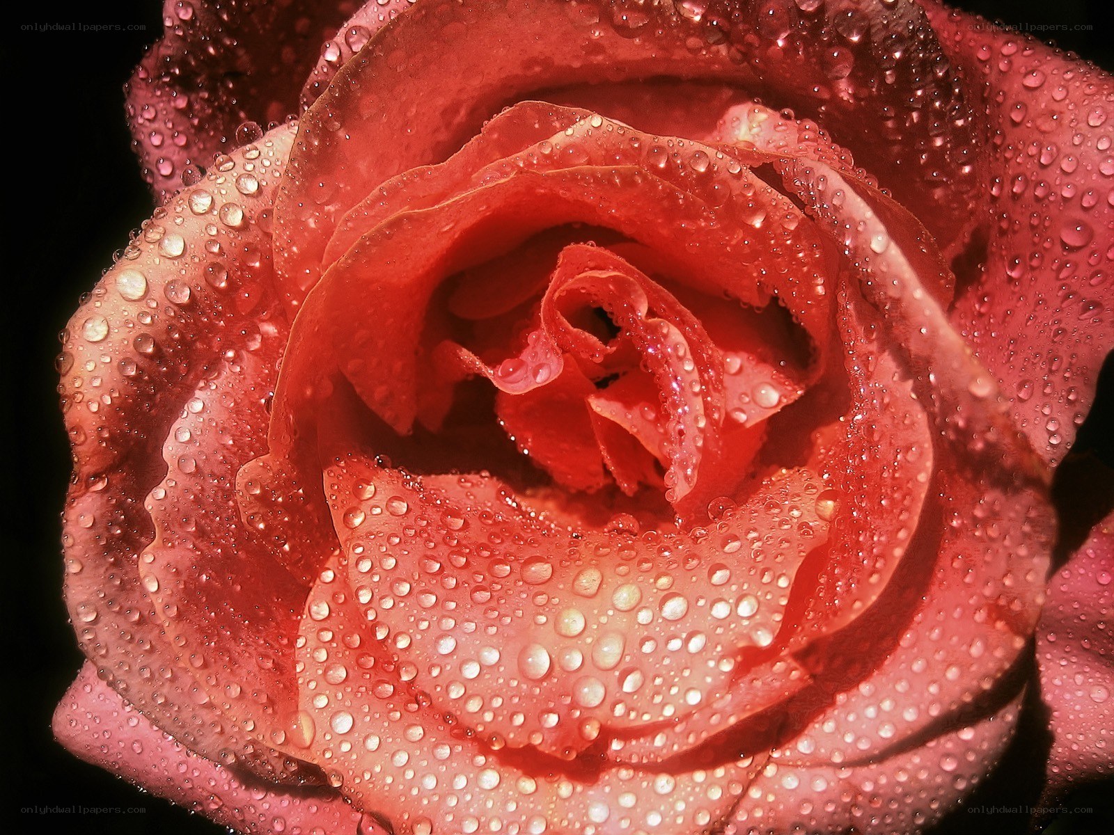 Red rose with water droplets