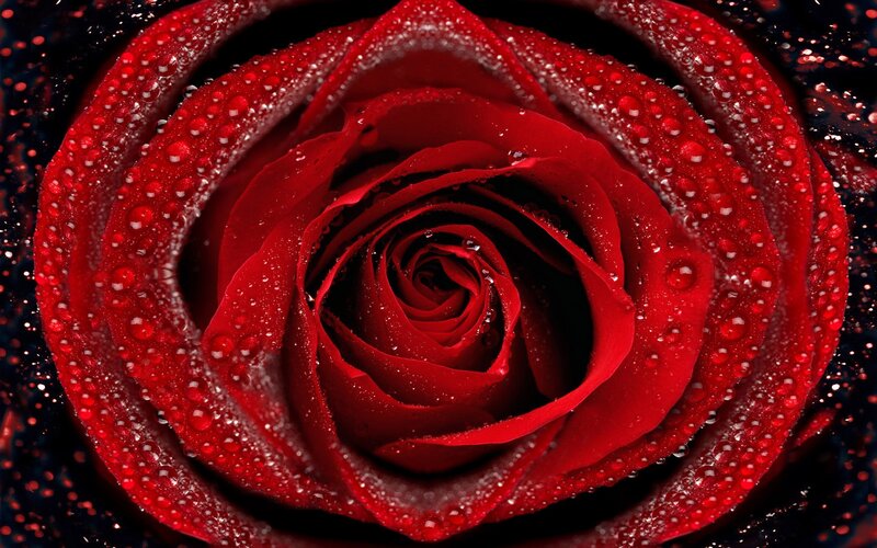 Red rose with water droplets