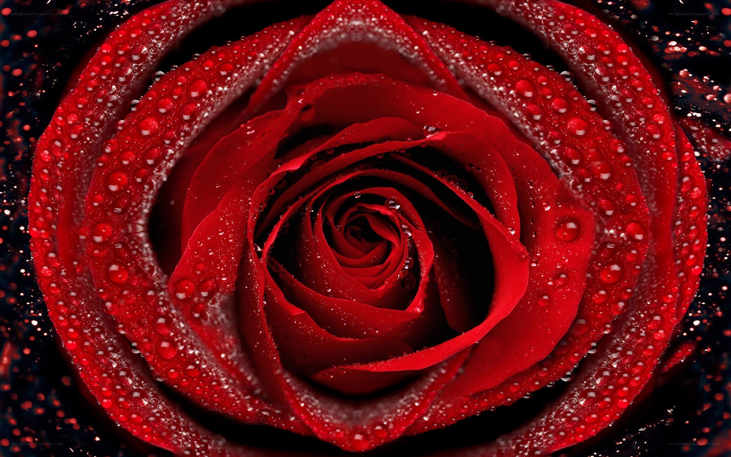 Red rose with water droplets