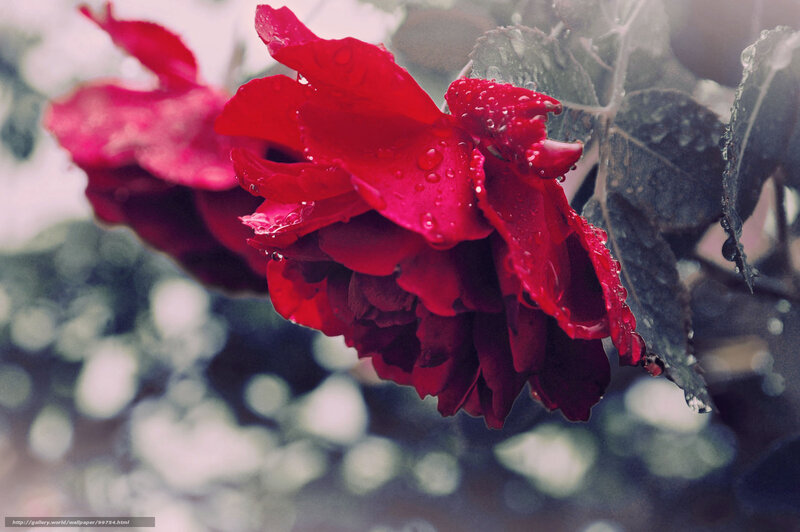 Red rose with water droplets