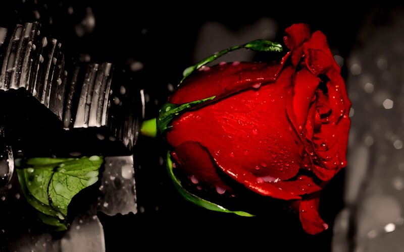 Red rose with water droplets