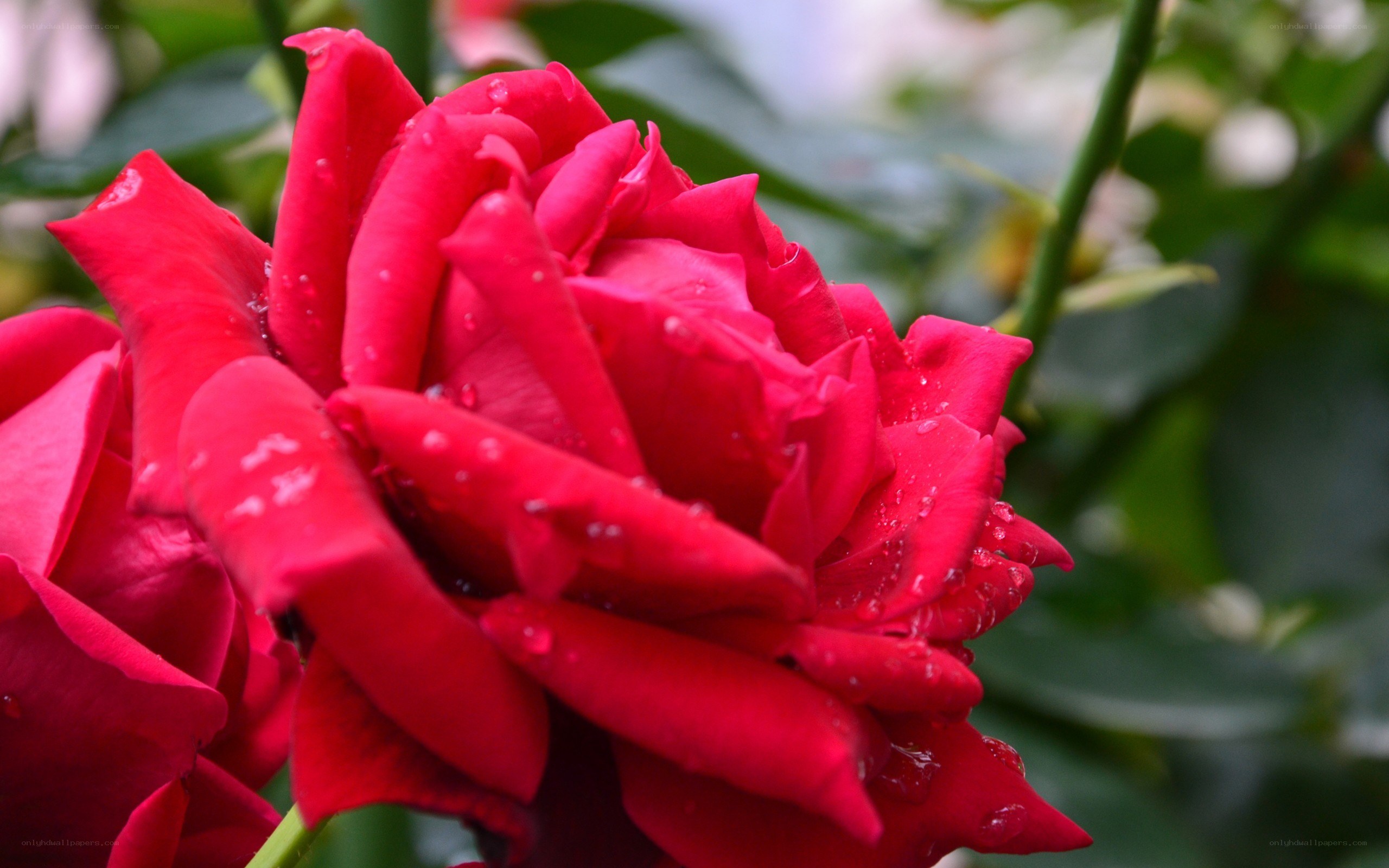 Red rose with water droplets
