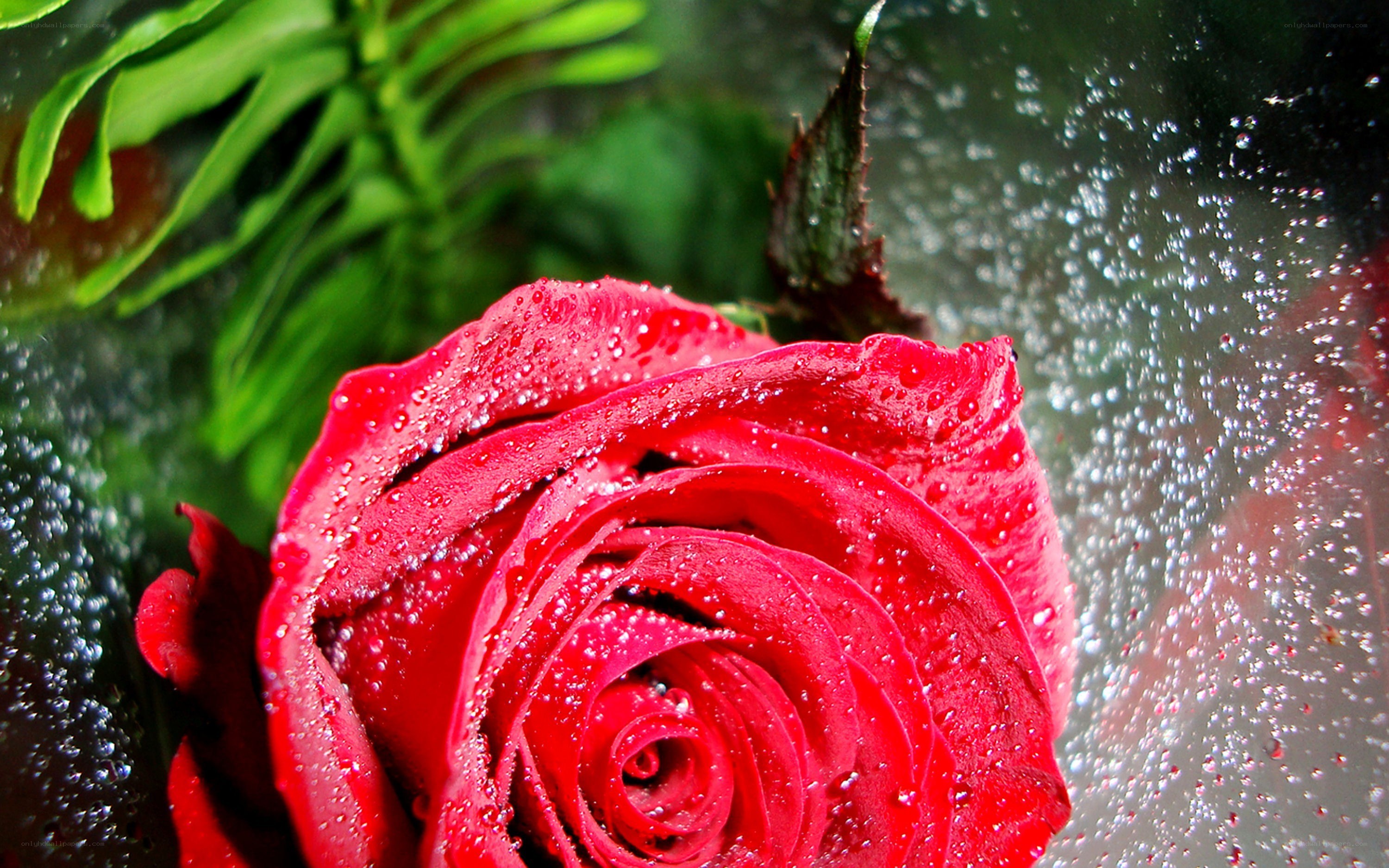 Red rose with water droplets