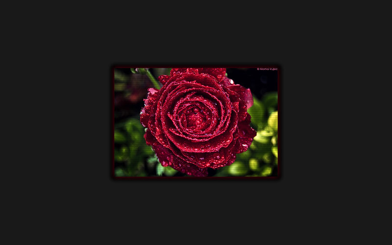 Red rose with water droplets