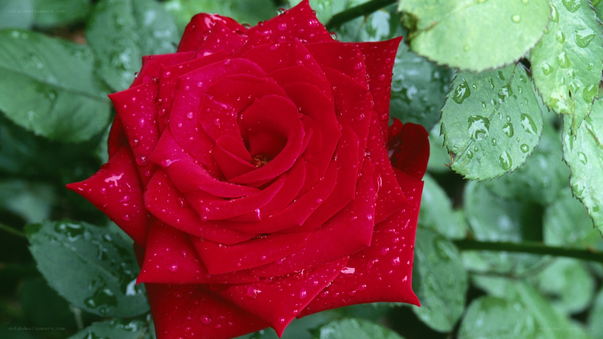 Red rose with water droplets