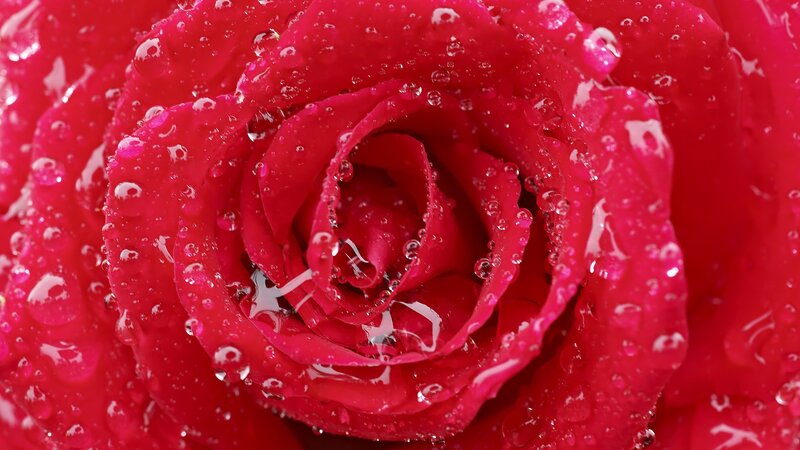 red rose with water droplets