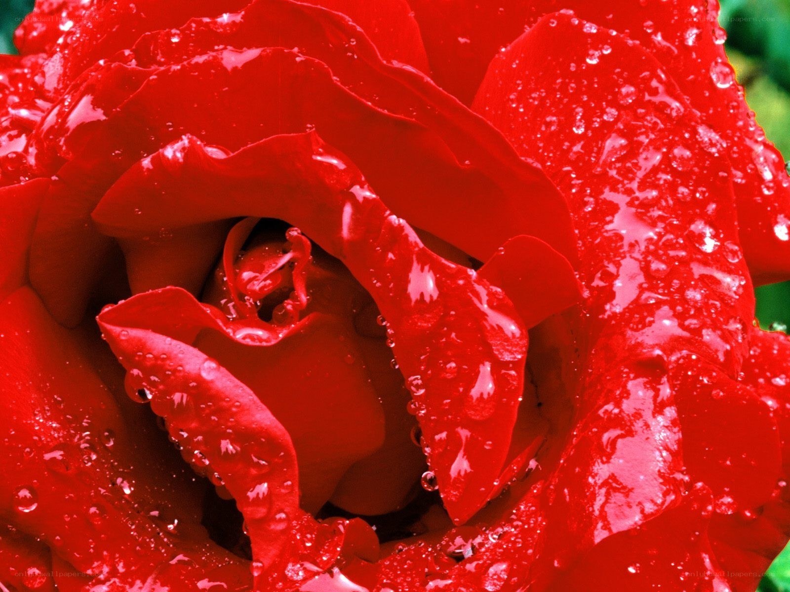 Red rose with water droplets