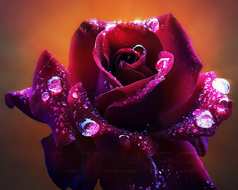 Red rose with water droplets