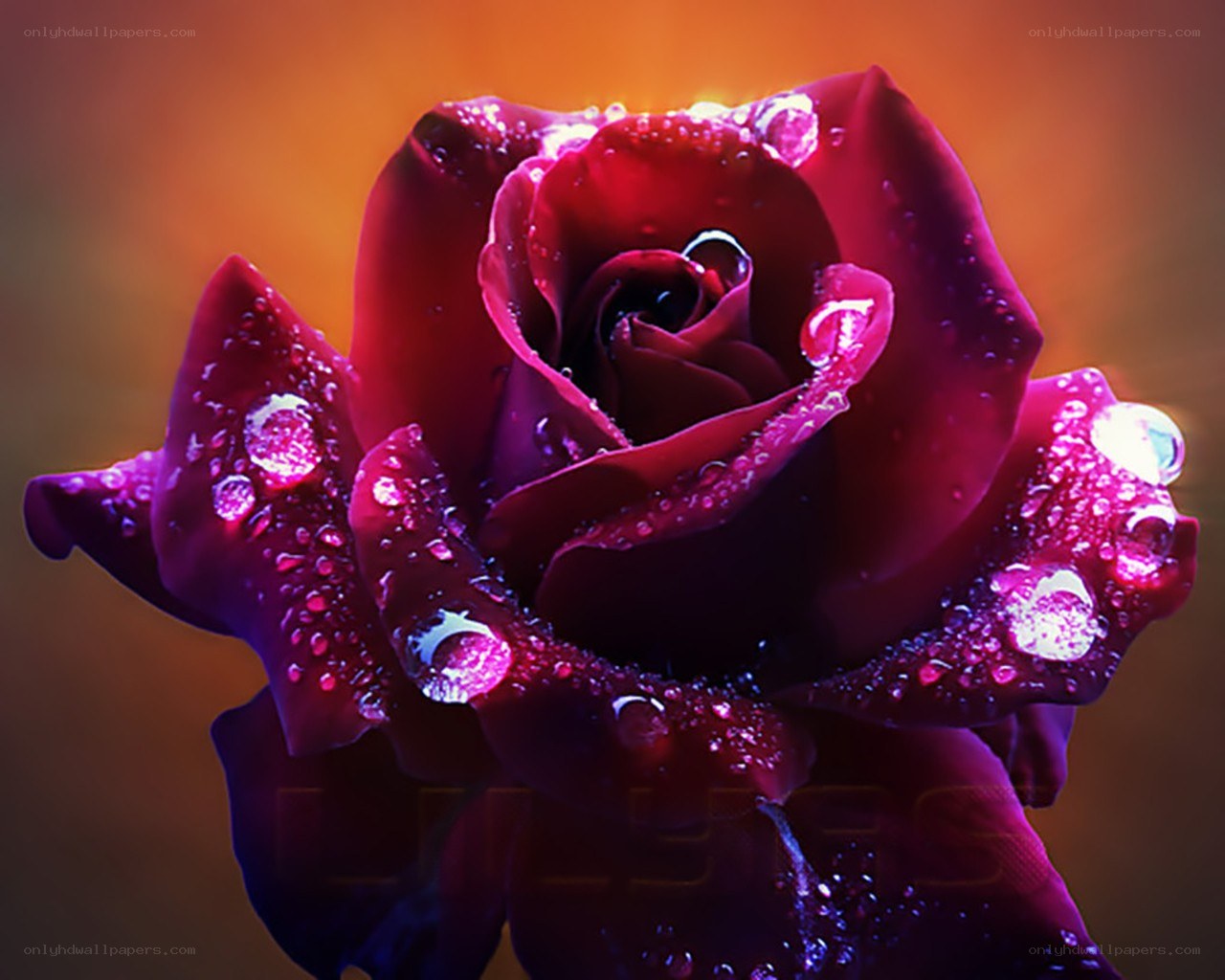 Red rose with water droplets
