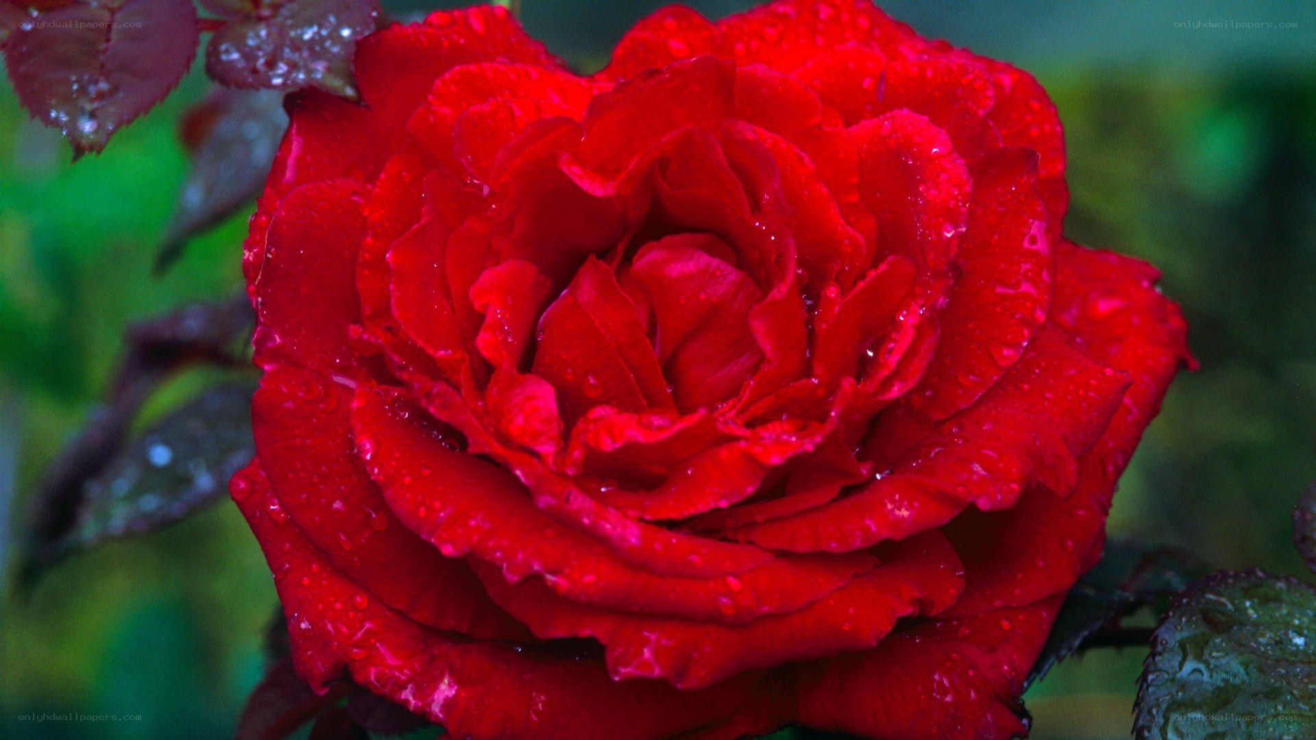Red rose with water droplets