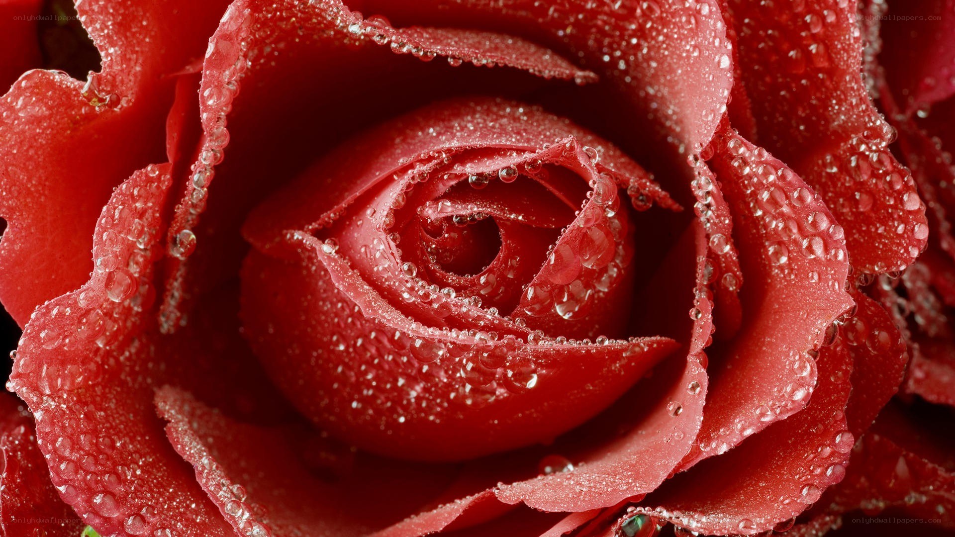 Red rose with water droplets