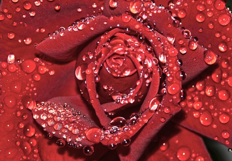 Red rose with water droplets
