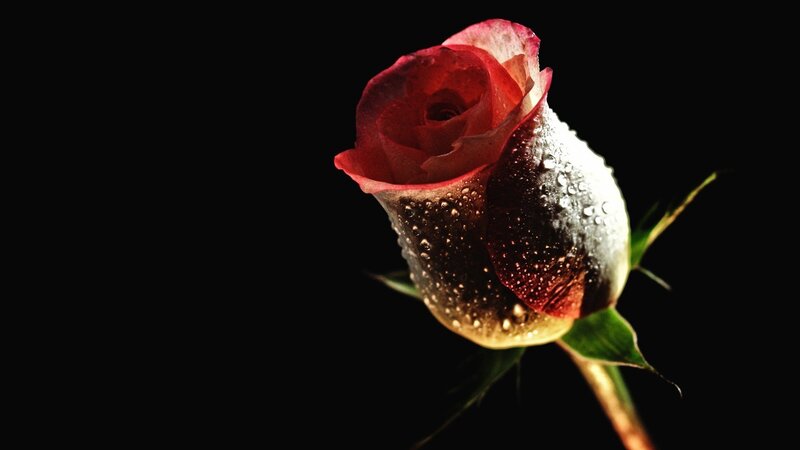 Red rose with water droplets